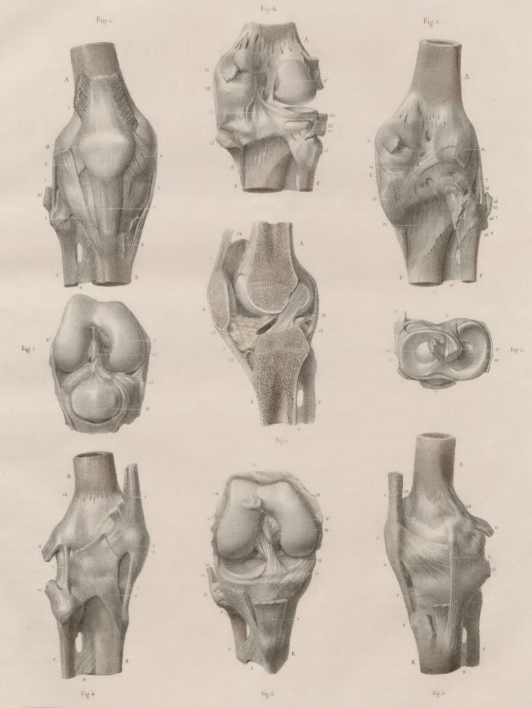 Osteoarthritis: Debunking Common Myths and Misconceptions 2 europeana 9v2LNB2snI unsplash