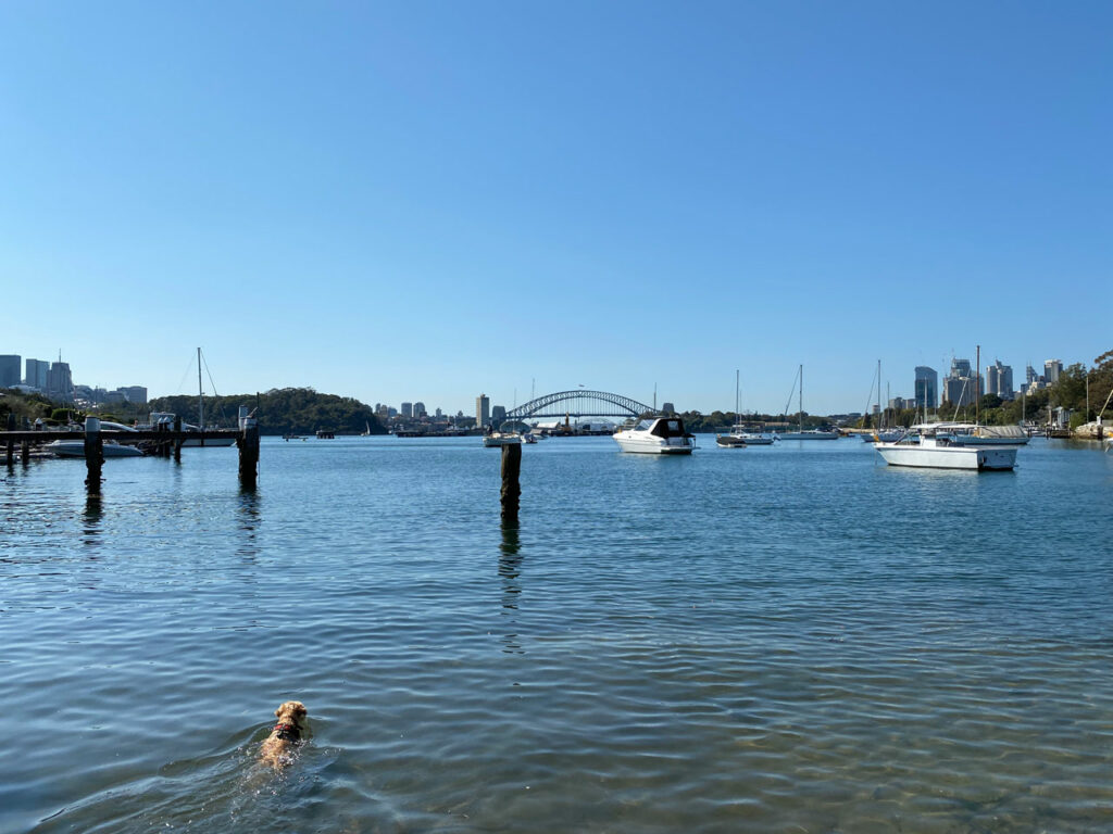 5 Key Tips for Better Walking 11 Dog-swimming-in-Sydney-harbour-at-Birchgrove-oval