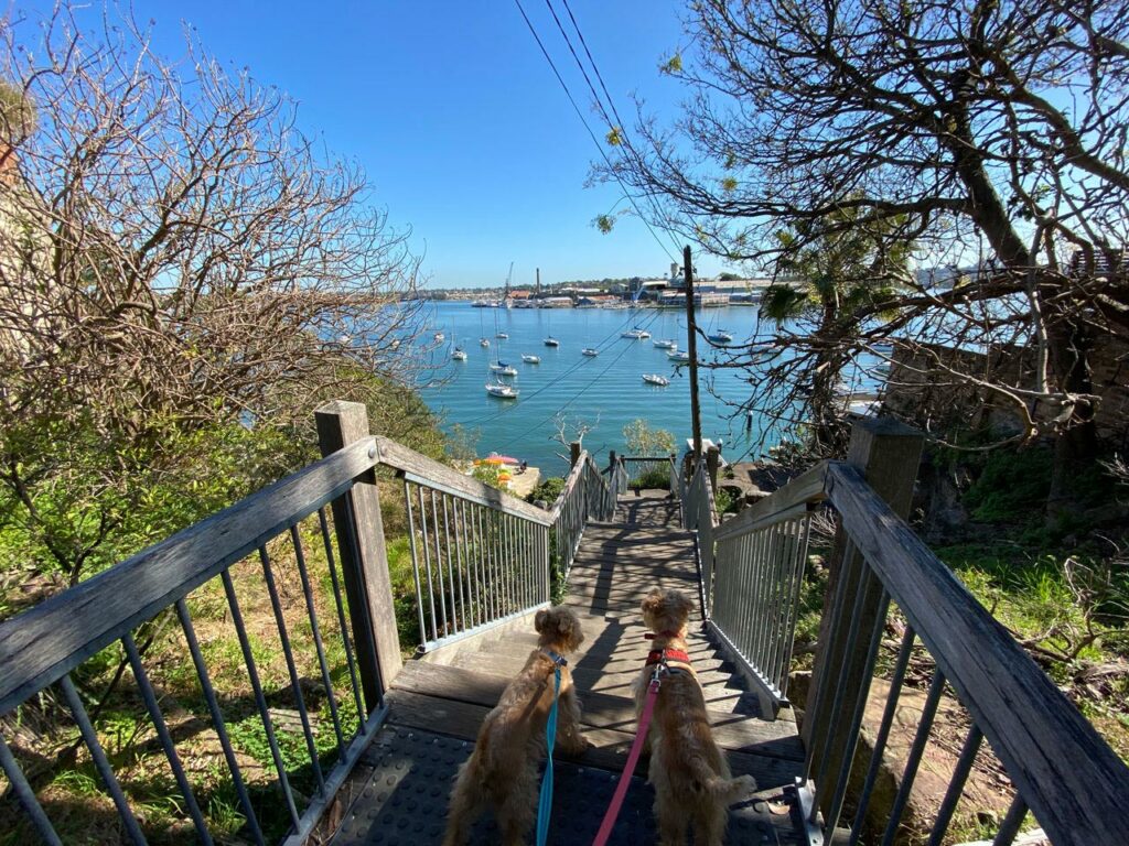 5 Key Tips for Better Walking 10 Small-dogs-taking-in-Sydney-harbour-view-at-top-of-steps