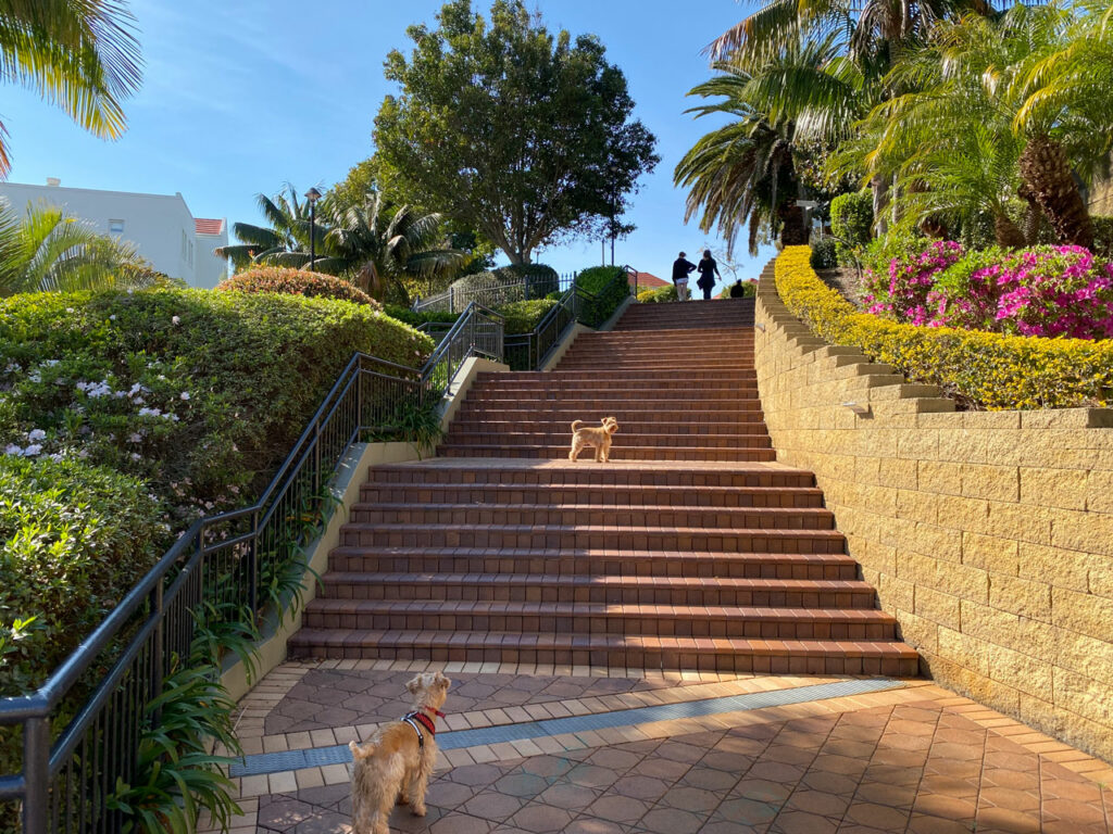 5 Key Tips for Better Walking 9 Small-dogs-walking-up-steps