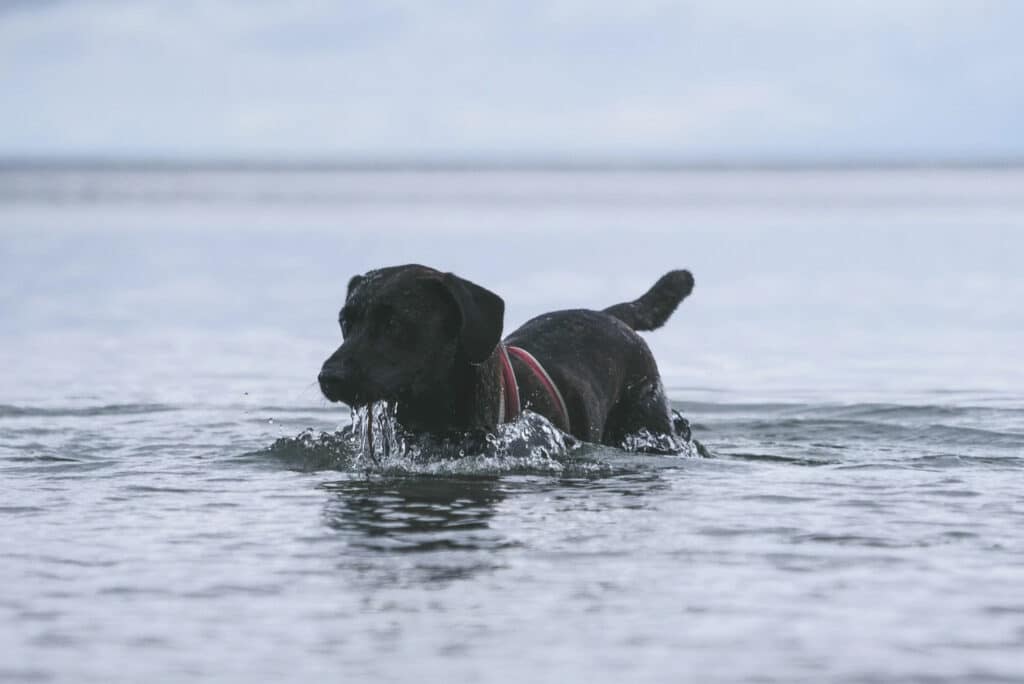 Dog swimming exercise in the heat