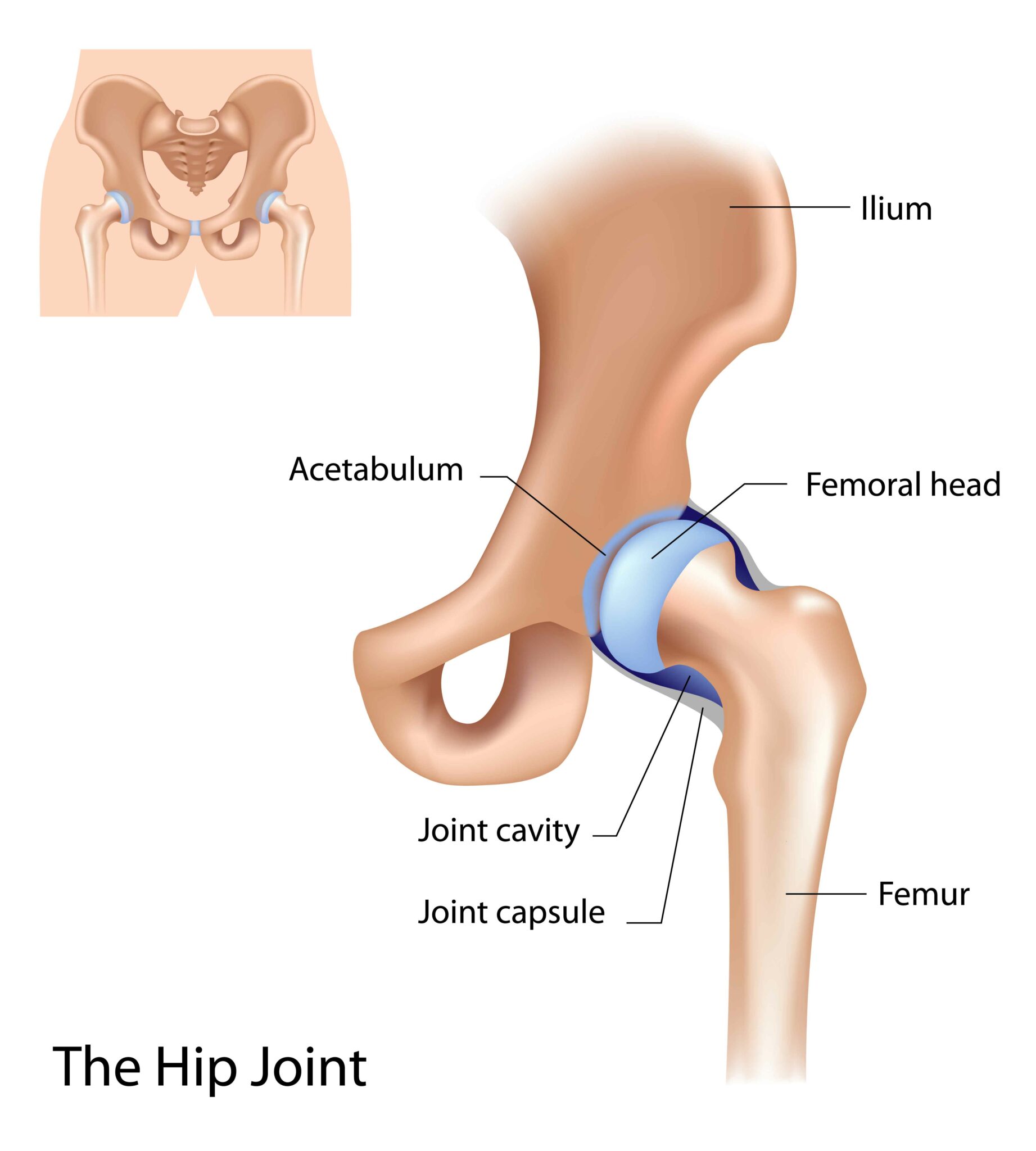 Chronic Hip Pain And How You Can Manage It 1 The Hip Joint